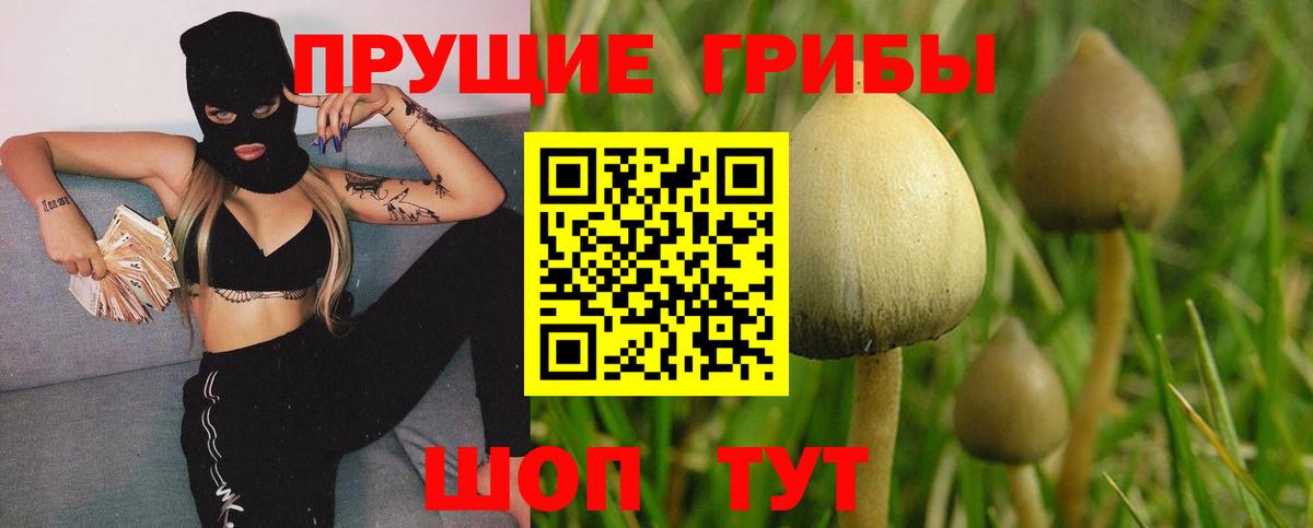 Псилоцибиновые грибы Psilocybe Нальчик
